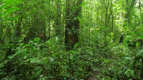 Personal point of view of walking in evergreen tropical old rain forest. Stock Footage 268027391