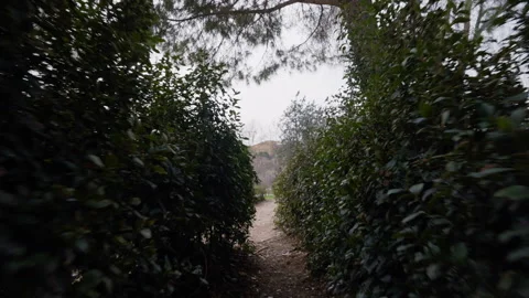 Personal POV of live camera moving forward between rows of green bushes to urban Stock Footage 246673718