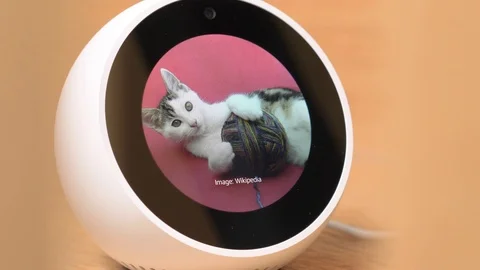 Personal Smart Assistant Showing a Cute Picture Of a Kitty Cat Amazon Echo Sp Stock Footage 94031375