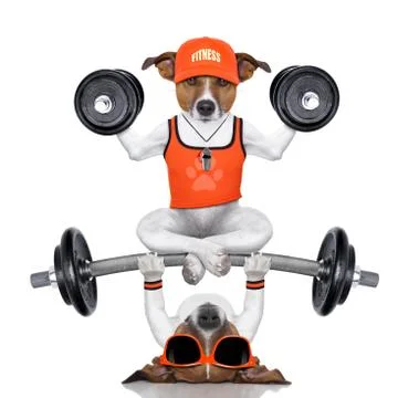 Personal trainer dog Stock-Fotos