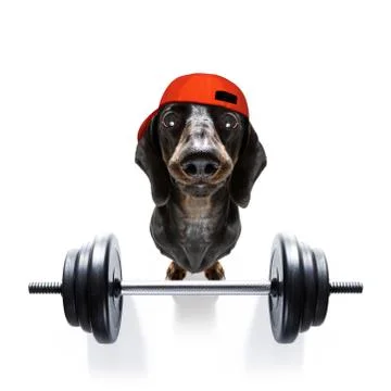 Personal trainer dog 스톡 사진