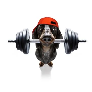 Personal trainer dog Stock Photos