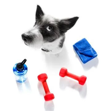 Personal trainer dog Stock Photos