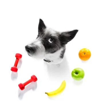 Personal trainer dog Stock Photos