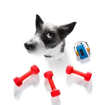 Personal trainer dog Foto stock