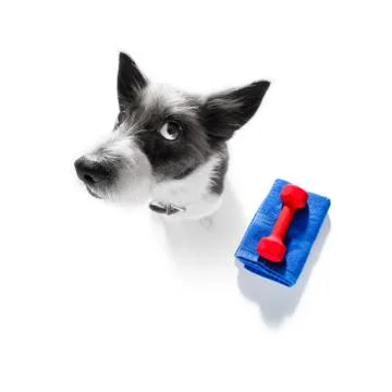 Personal trainer dog Stock-Fotos