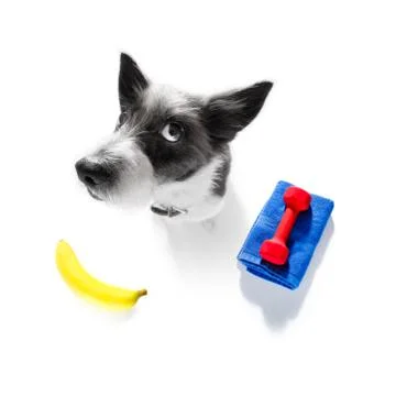 Personal trainer dog Stock Photos