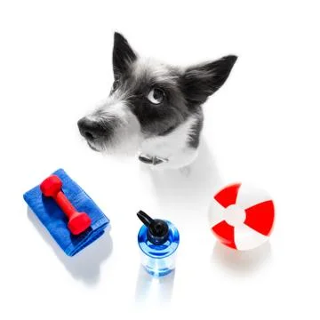 Personal trainer dog Stock Photos