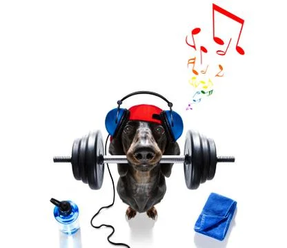 Personal trainer dog Stock Photos