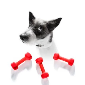 Personal trainer dog Stock Photos