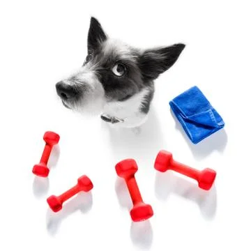 Personal trainer dog Stock Photos