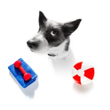 Personal trainer dog Stock Photos