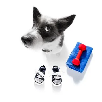 Personal trainer dog Stock Photos