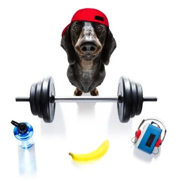 Personal trainer dog Stock Photos