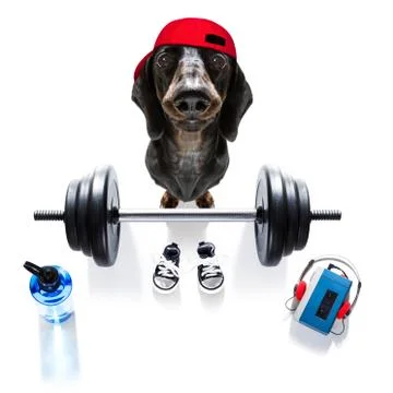 Personal trainer dog Stock Photos