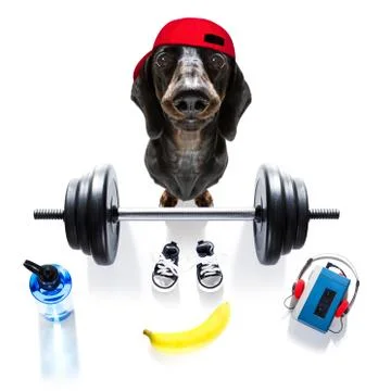Personal trainer dog Foto stock