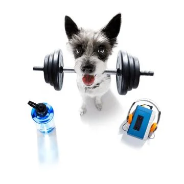 Personal trainer dog Stock-Fotos