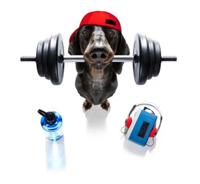 Personal trainer dog Foto stock
