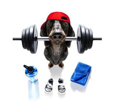 Personal trainer dog 库存照片