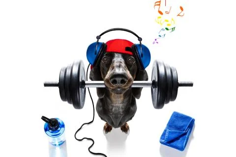 Personal trainer dog Stock Photos