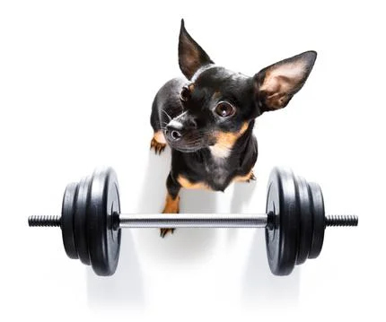 Personal trainer dog Stock Photos