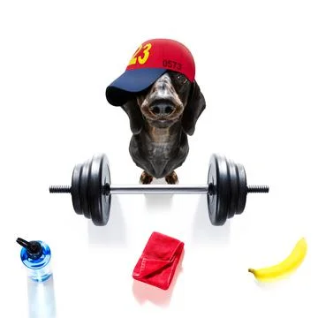Personal trainer dog Stock Photos