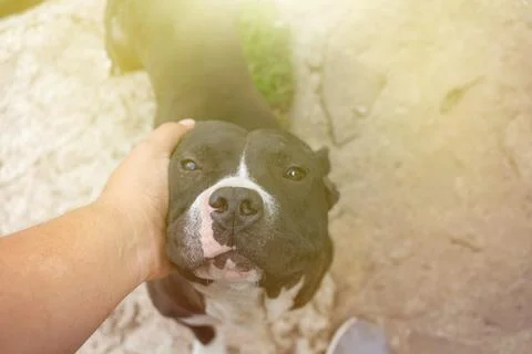 Personal view of man stroking head of adult pitbull breed dog Stock Photos