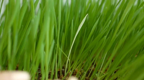 Personality in the crowd. White blade (alien) among Green Grass. Originality  스톡 동영상 68018856