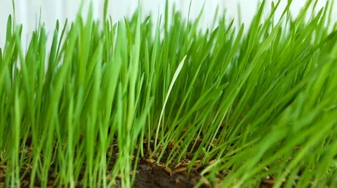 Personality in the crowd. White blade (alien) among Green Grass. Originality  Stock Footage 68019062