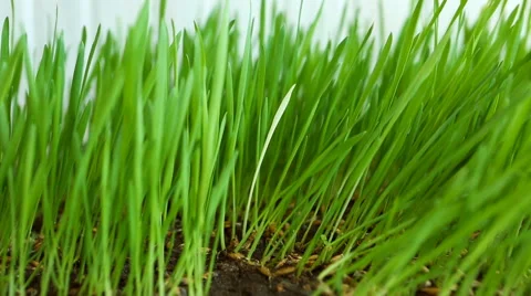 Personality in the crowd. White blade (alien) among Green Grass. Originality  Vídeo Stock 68019099