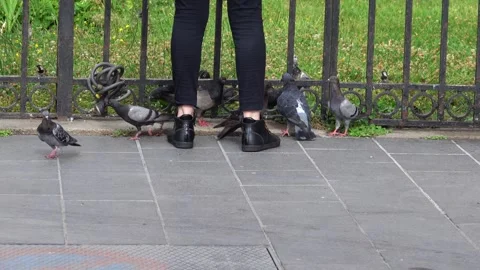 Persone feeding pigeons in a parc Stockbeeldmateriaal 289242324