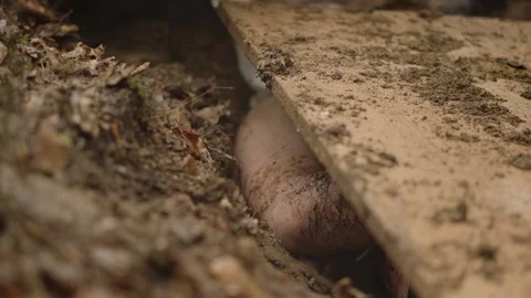 Person's Body Under Wood Plank In The Pit, Burying Alive After Interrogation. - Stock Footage 320151262