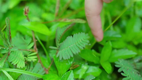 Person's finger gently touches the delicate leaves of a Mimosa pudica plant Stock Footage 344139538