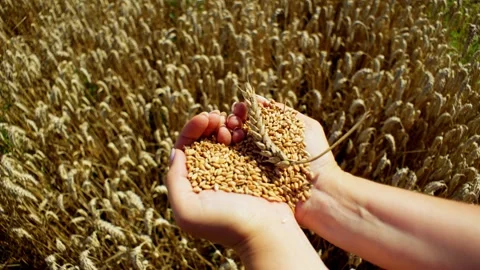 A person's gesture of holding wheat in front of a field represents agriculture Stock Footage 264305959
