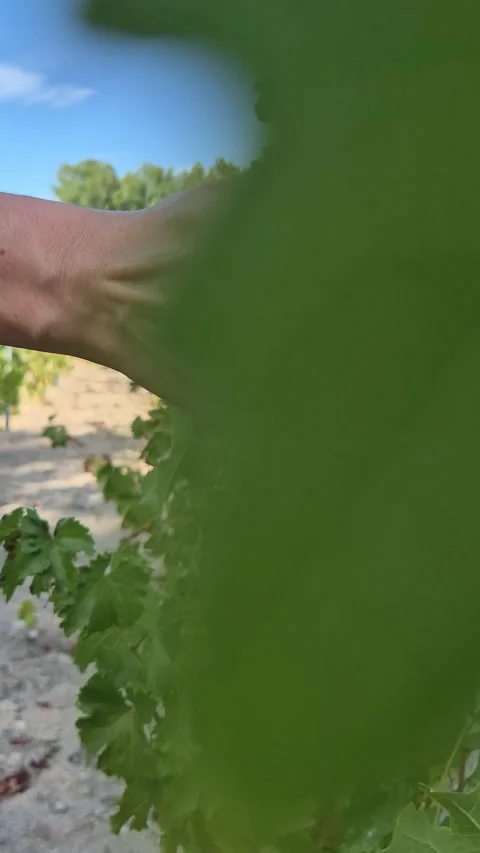 A person’s hand gently runs over green vineyard leaves outdoors Stock Footage 320177325