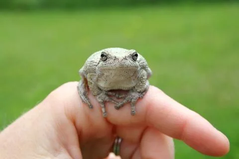 Persons Hand Holding Grey Tree Frog Stock Photos