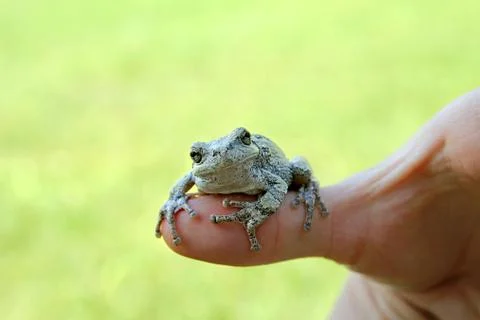 Persons Hand Holding Grey Tree Frog Stock Photos