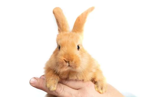 A person's hand holds a small red rabbit on a white background. Foto stock