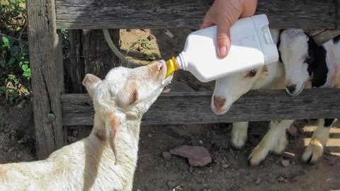 A person's hand lovingly feeds a cute baby goat with a bottle through a woo.. Stock Photos