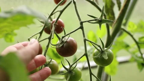 Person's hand picking black cherry tomatoe in a greenhouse. Stock Footage 345216995