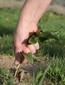 Person's hand pulling a weed out of the lawn Stock Photos