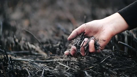 Person’s hand squeezes ash from the burnt grass in the palm of his hand and it Stock Footage 132021838