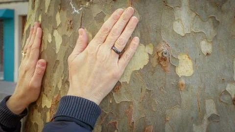 A person's hand stroking Sylvotherapy to a tree Stock-Fotos