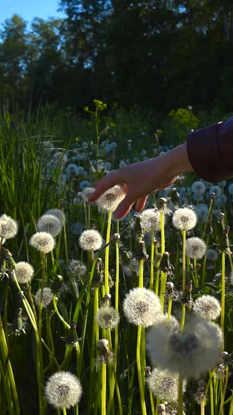 Person's Hand Touching Fluffy Dandelion Clocks in a Summer Meadow Stock Footage 336538917
