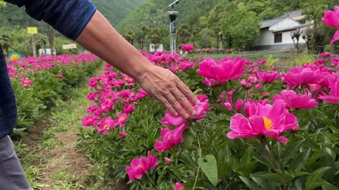 Person's Hand Touching Pink Peonies in a Lush Chinese Peony Garden Stock-Footage 336295325