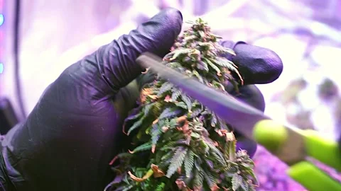Persons hands with black gloves trimming Cannabis plant Stock Footage 132223804