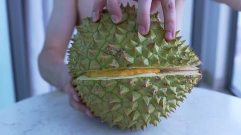 Person's hands opening ripe tropical durian fruit Stock-Footage 335511912