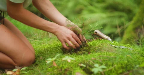 Person's hands placing a sapling in the ground, symbolizing a commitment to the 스톡 동영상 269788566