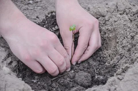 The person's hands plant a small sapling of a tree. Planting trees Stock Photos