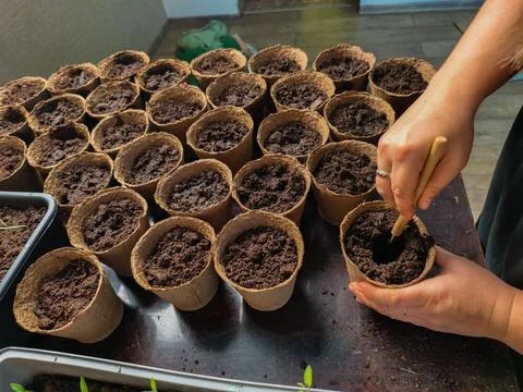 Persons hands preparing individual biodegradable peat pots filled with soil Фото